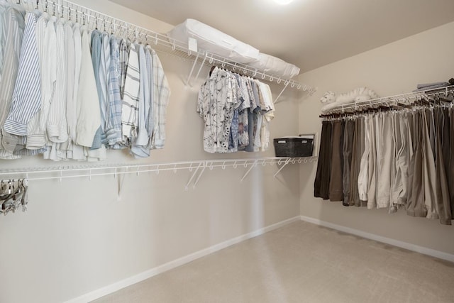 walk in closet featuring carpet flooring