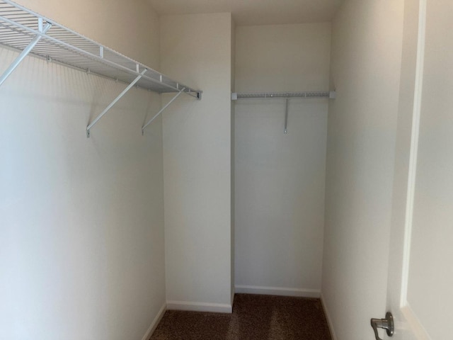 walk in closet featuring carpet flooring