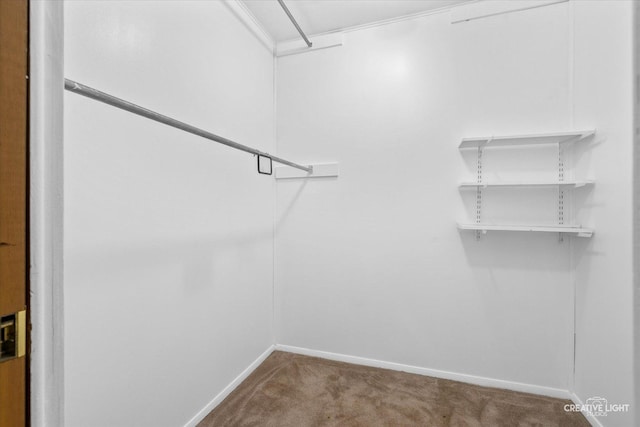 walk in closet with carpet flooring