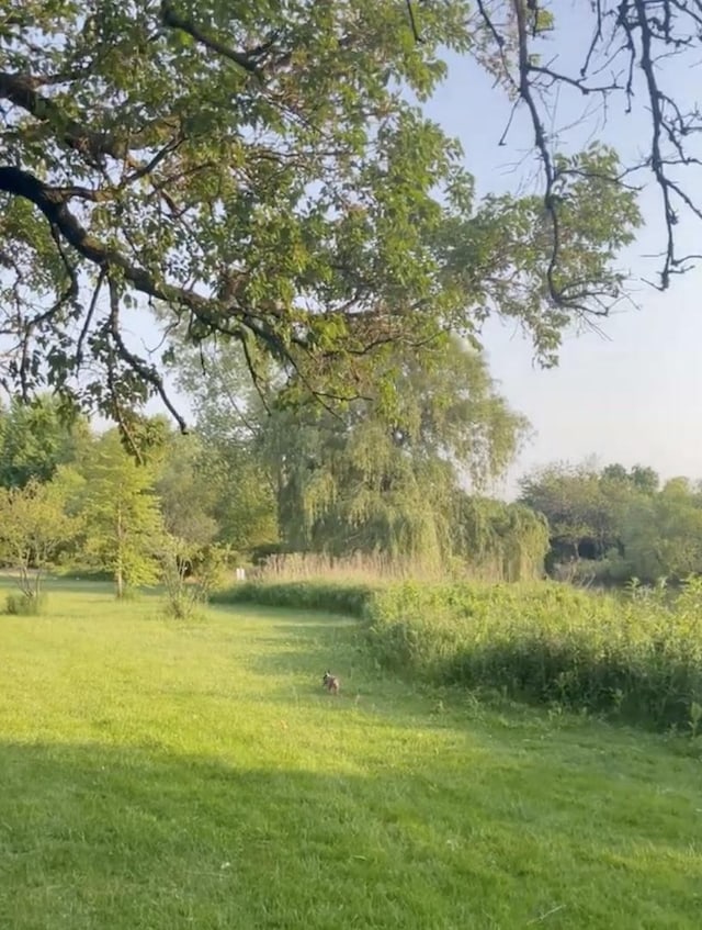 view of local wilderness