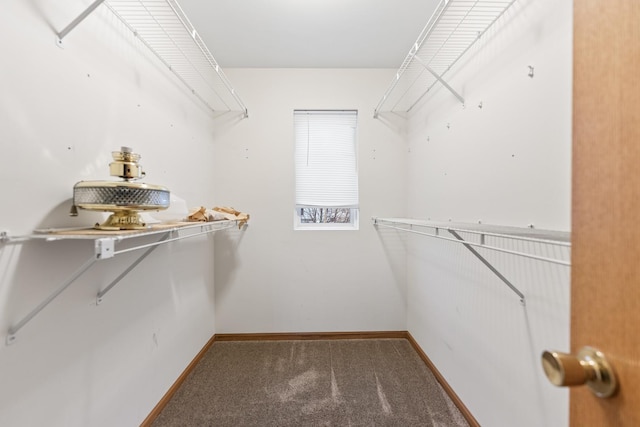 walk in closet featuring carpet floors