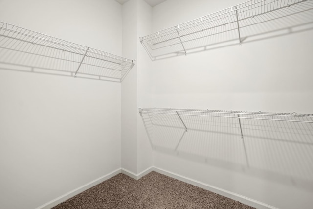 spacious closet featuring carpet floors