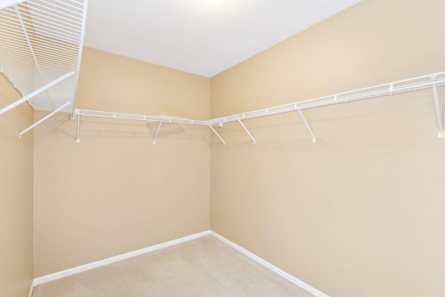 walk in closet with carpet floors