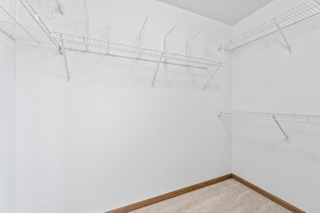 spacious closet featuring carpet floors