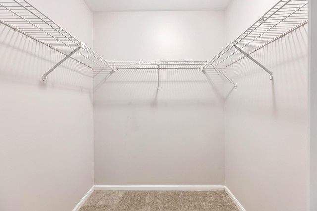 spacious closet featuring carpet