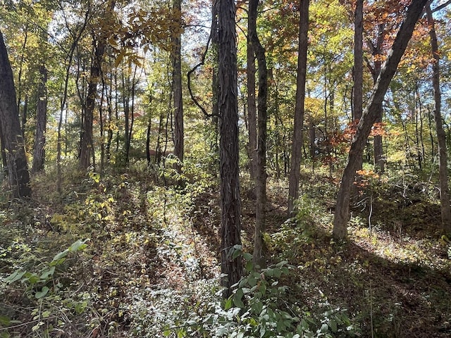 view of local wilderness