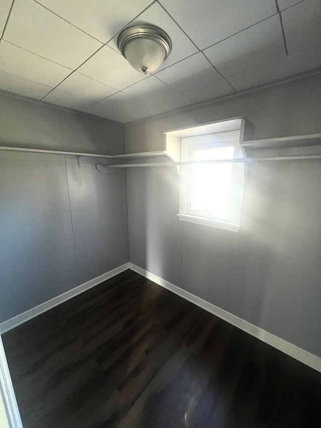 spacious closet with a paneled ceiling and dark wood-style flooring