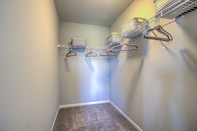 spacious closet featuring carpet floors