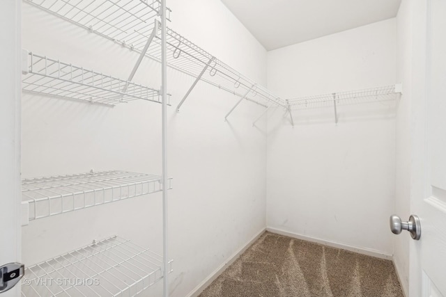 spacious closet featuring carpet flooring