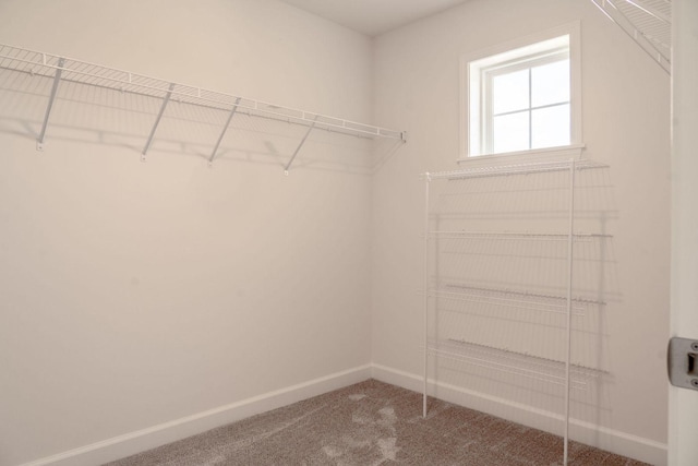 spacious closet featuring carpet