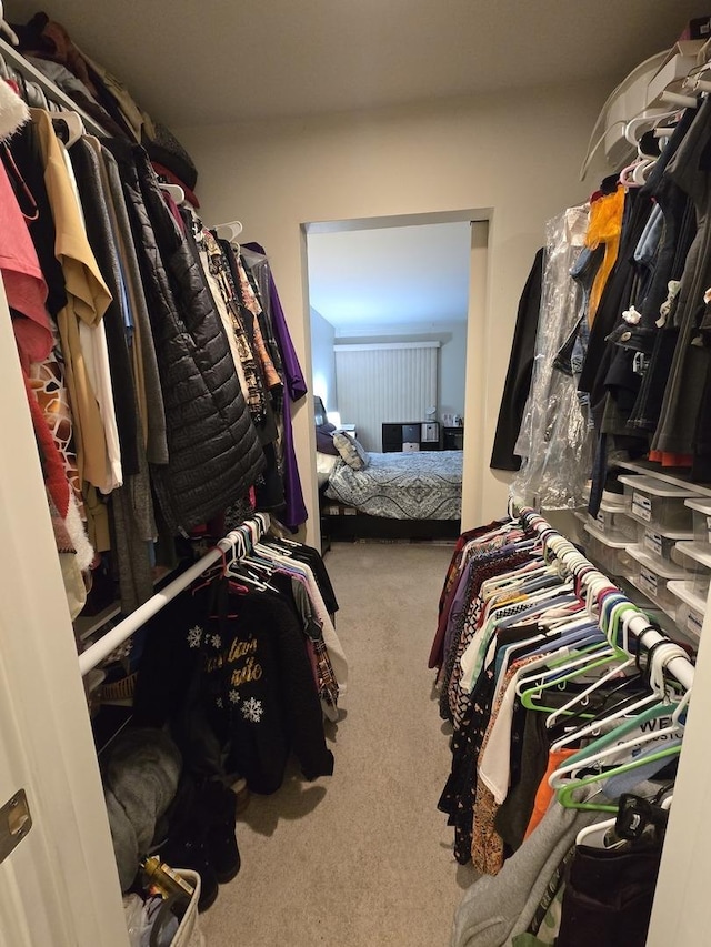 walk in closet with carpet floors