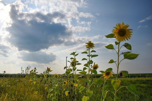 view of nature