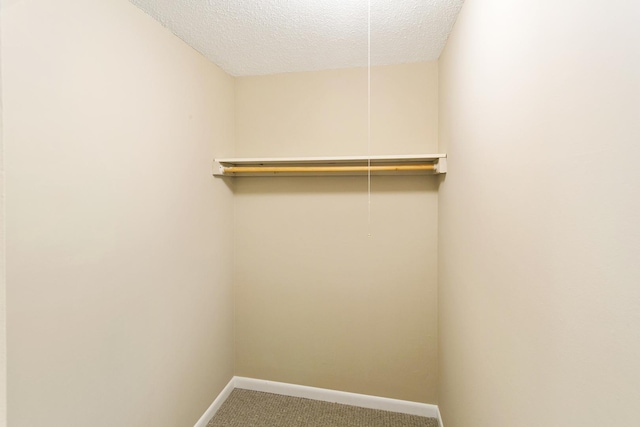 spacious closet featuring carpet