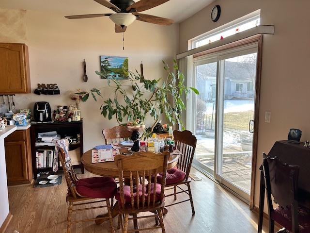 dining space with ceiling fan and light hardwood / wood-style floors