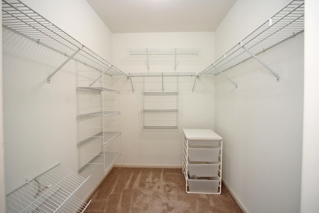 spacious closet featuring carpet flooring