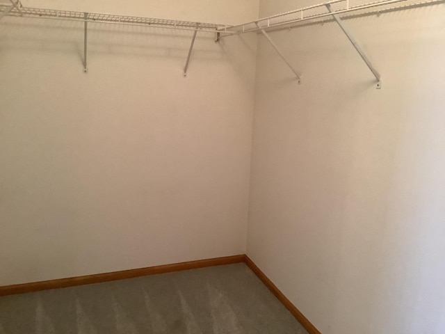 walk in closet featuring carpet flooring