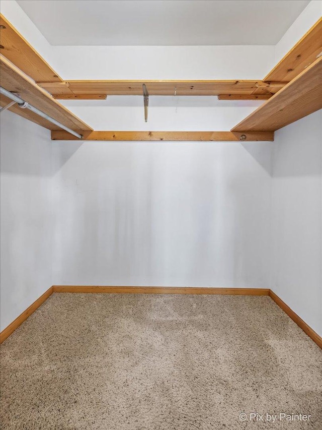 walk in closet with carpet floors