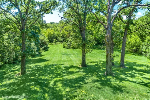 view of local wilderness