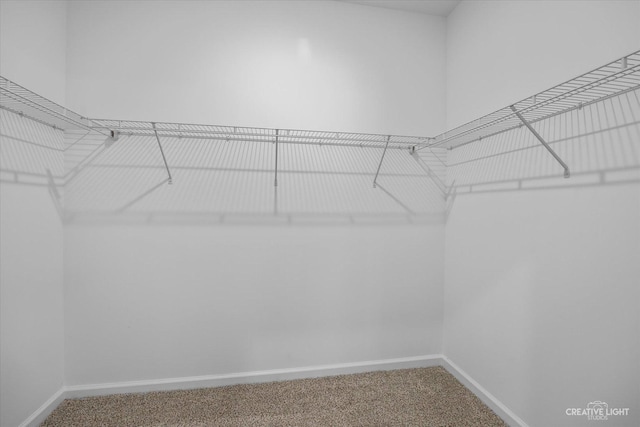 walk in closet featuring carpet