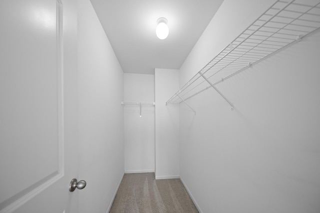 walk in closet featuring carpet floors