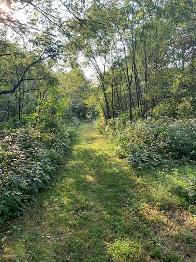 view of local wilderness