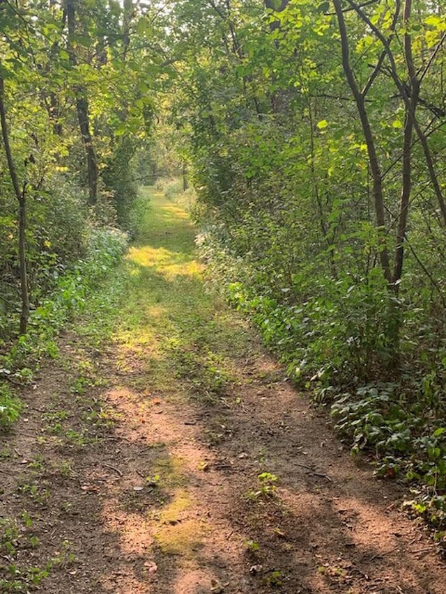 view of local wilderness