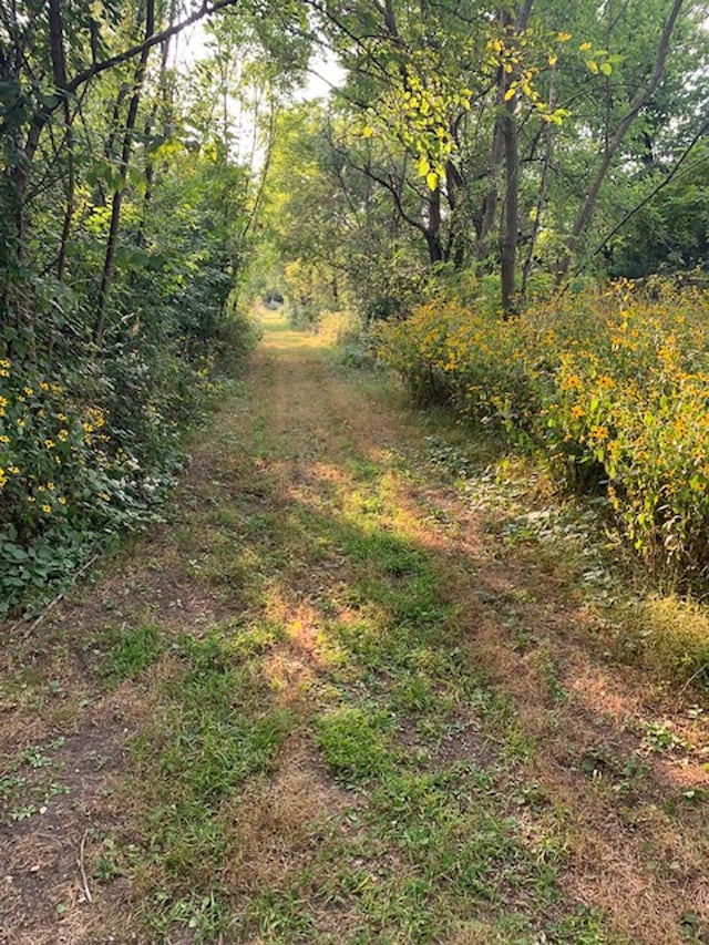 view of local wilderness