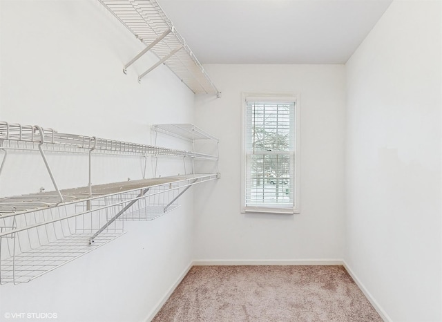 walk in closet featuring light colored carpet