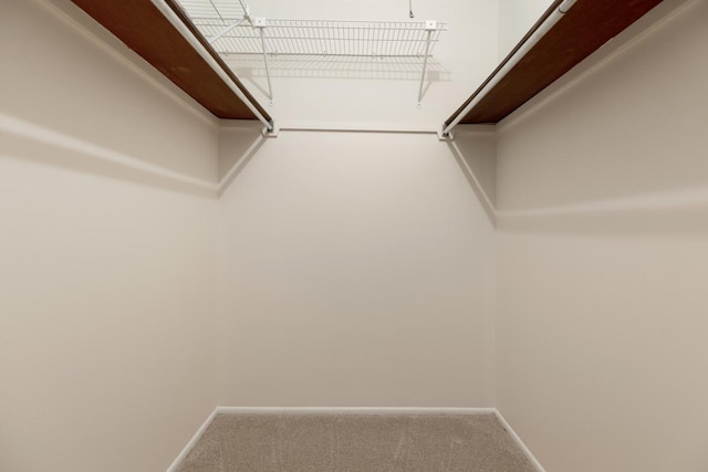 spacious closet featuring carpet flooring