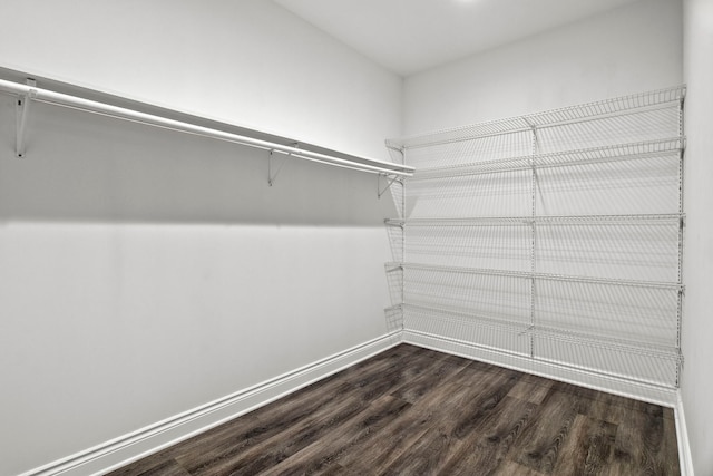 spacious closet featuring dark wood finished floors