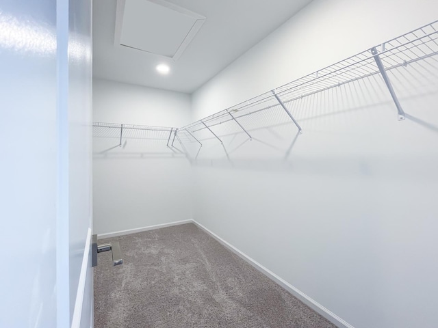 spacious closet with carpet floors