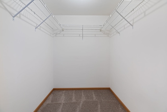 spacious closet with carpet flooring