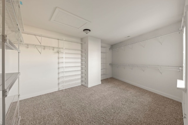 spacious closet featuring carpet floors