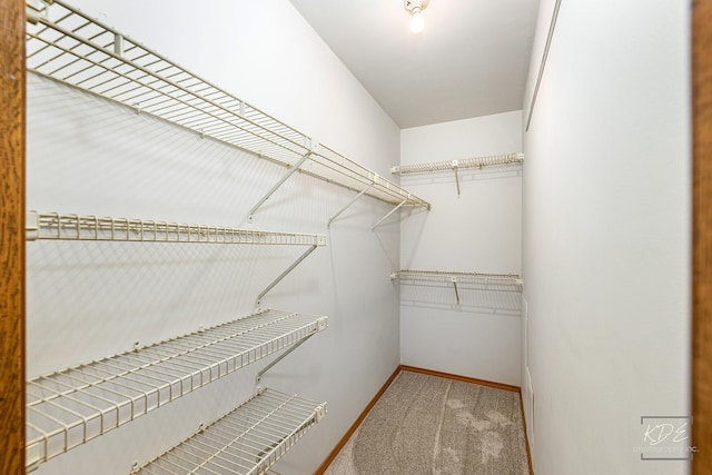 spacious closet featuring carpet floors