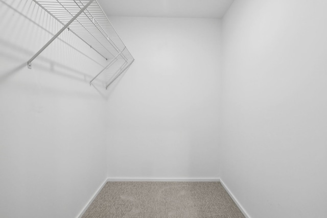 walk in closet with carpet floors