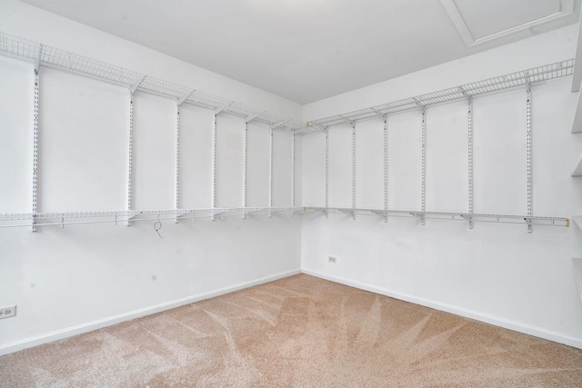 spacious closet featuring light colored carpet