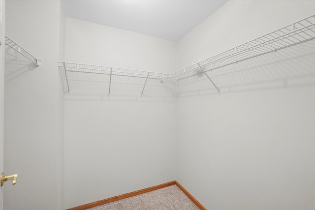 spacious closet featuring carpet