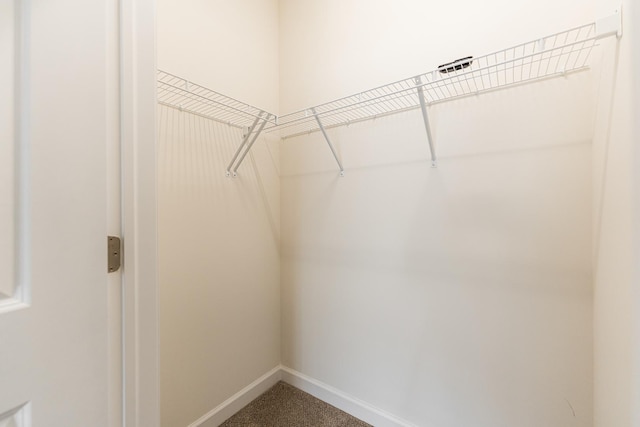 spacious closet featuring carpet