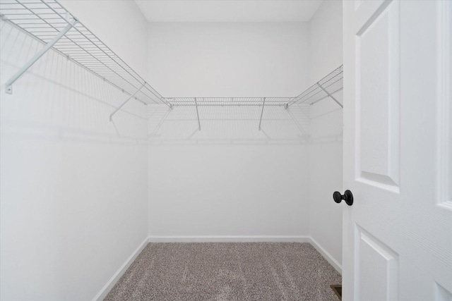 spacious closet with carpet floors