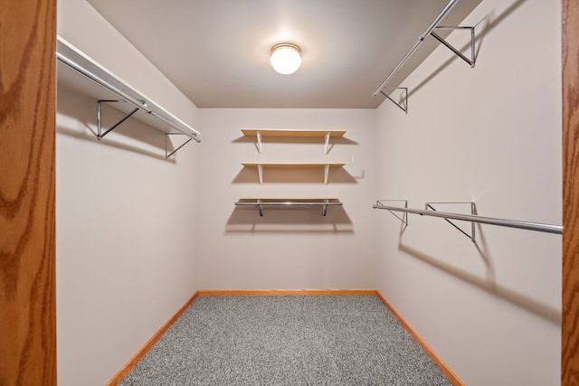 spacious closet featuring carpet