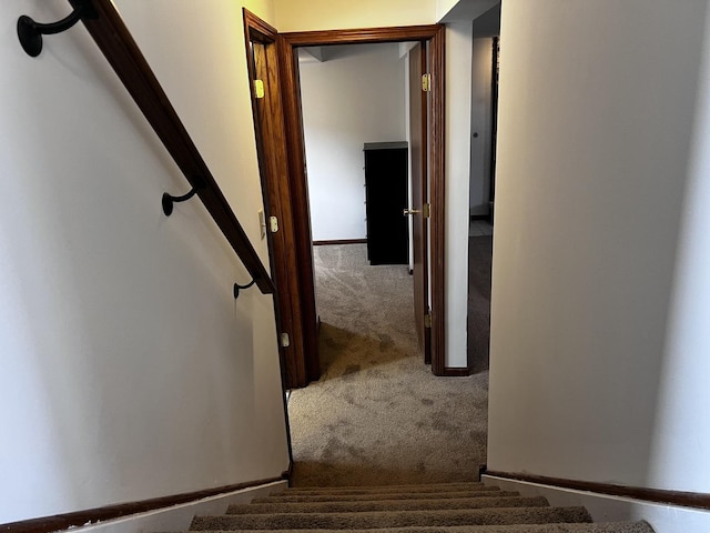 staircase with carpet flooring