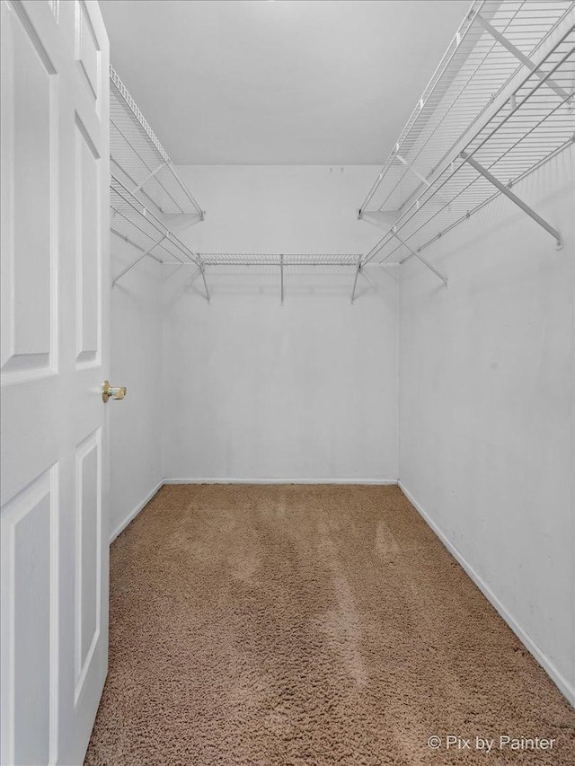 walk in closet featuring carpet floors