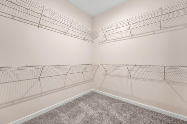 walk in closet featuring carpet flooring