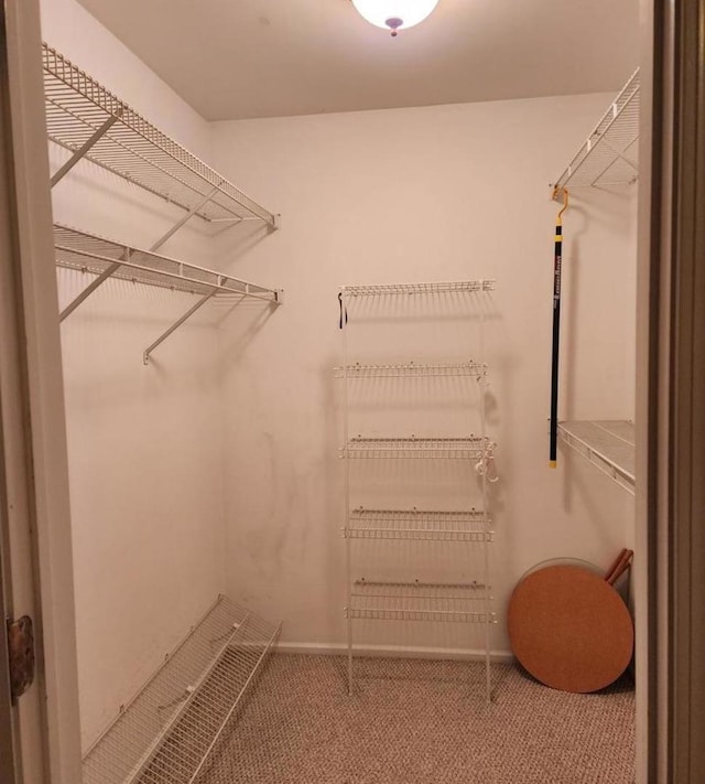 walk in closet featuring carpet flooring