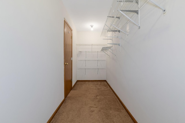 walk in closet featuring carpet