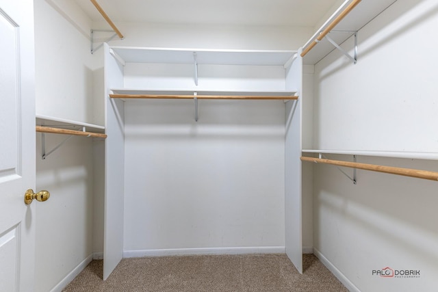 walk in closet featuring carpet