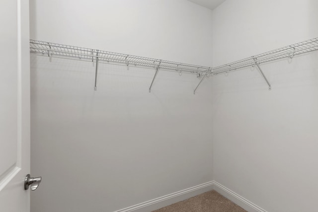 spacious closet with carpet flooring