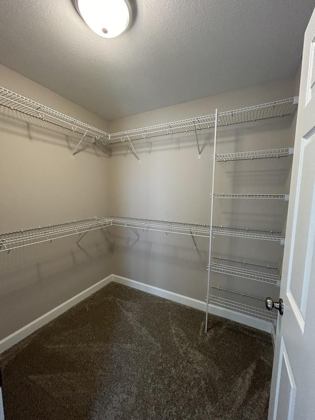 walk in closet featuring carpet floors