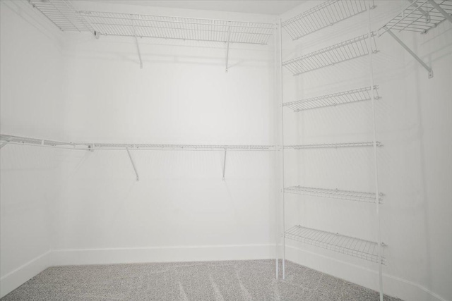 spacious closet featuring carpet