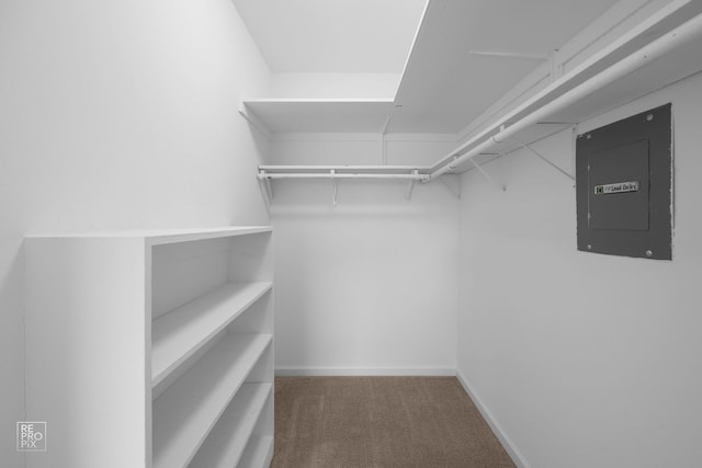 walk in closet featuring electric panel and carpet flooring